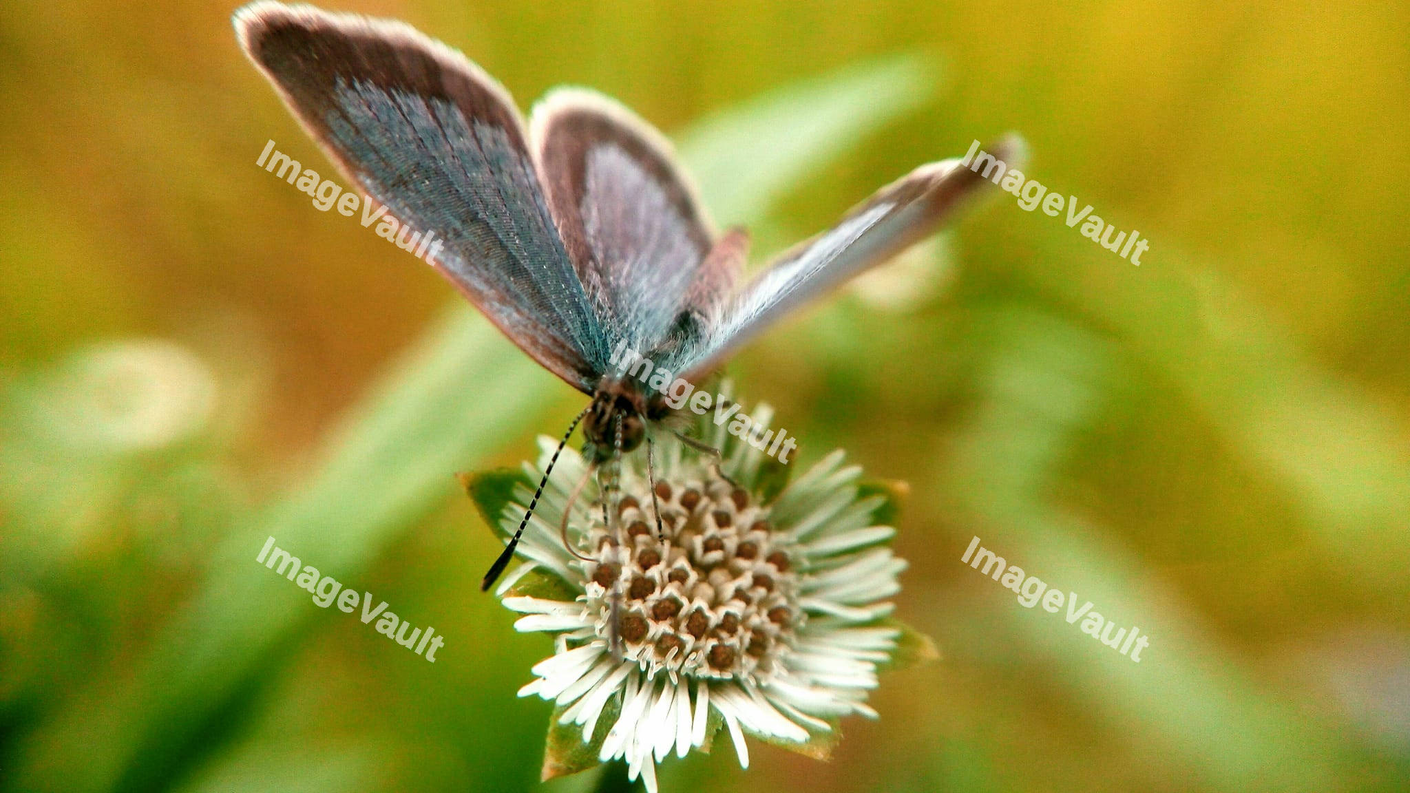 Zizina Butterfly